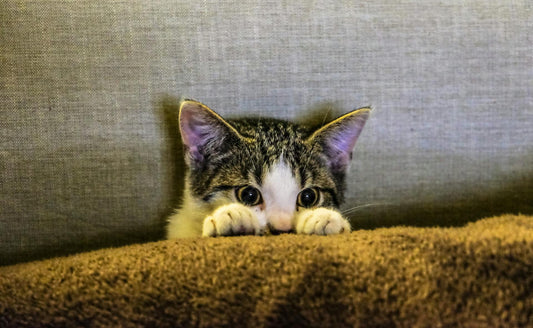 Deciphering your cat’s language