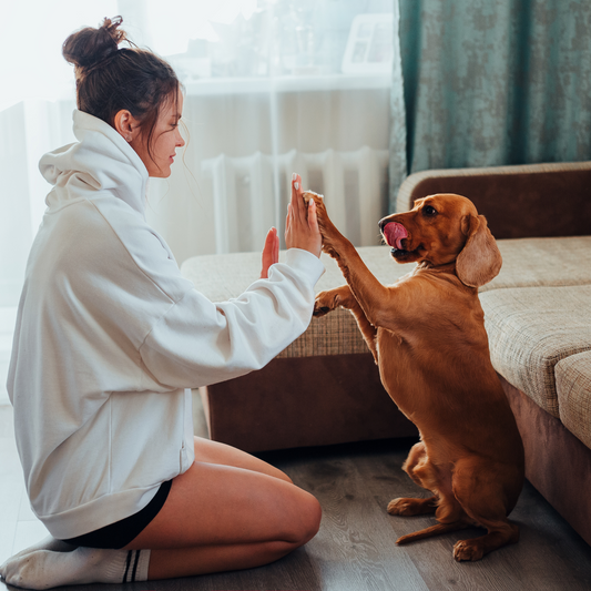 Easy Ways to Teach Your Dog Tricks: Fun, Bonding, and Brainpower!
